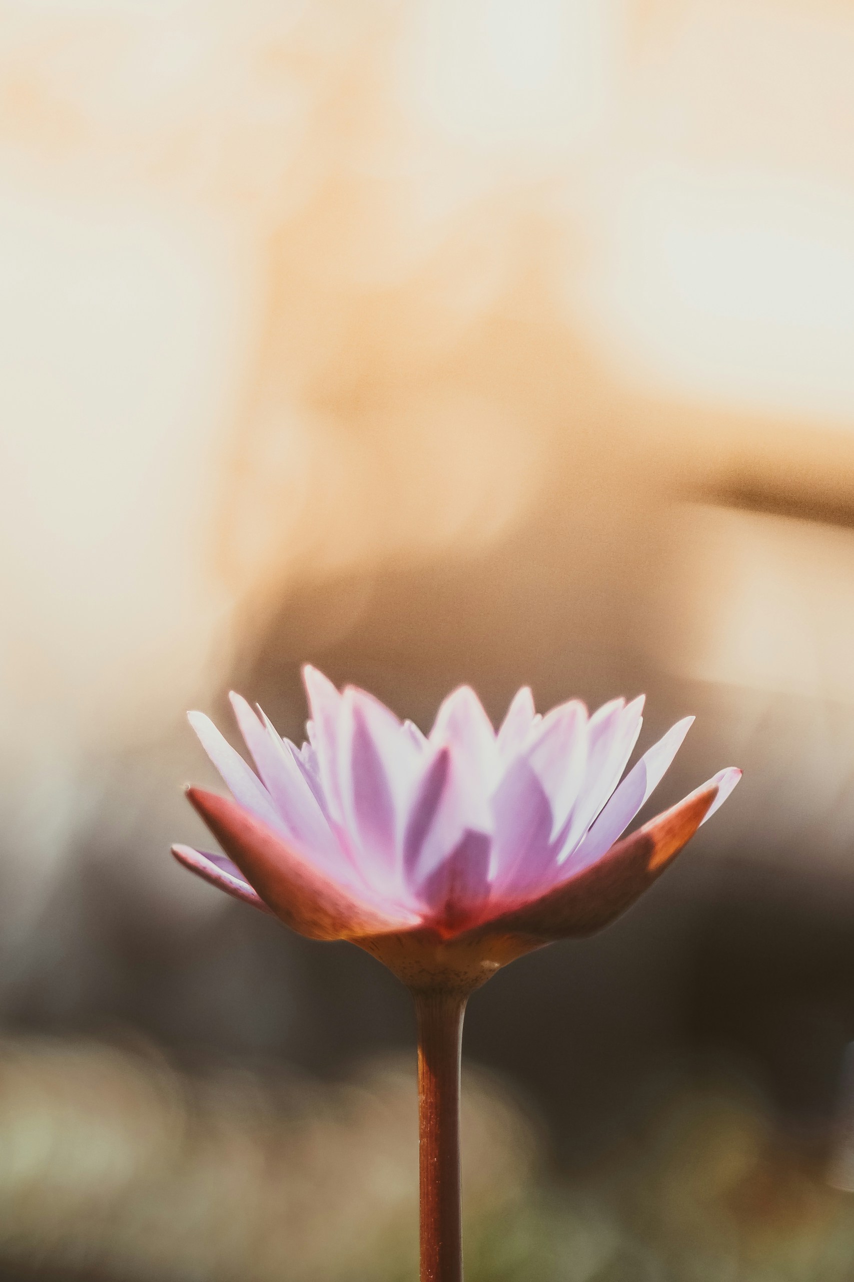 Flor púrpura